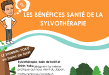 Les bénéfices santé de la sylvothérapie sur notre organisme LES BENEFICES SANTE DE LA SYLVOTHERAPIE SUR NOTRE ORGANISME