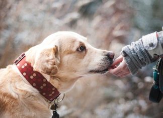 Médiation animale : les pouvoirs du chien sur notre santé chien-humain-zootherapie
