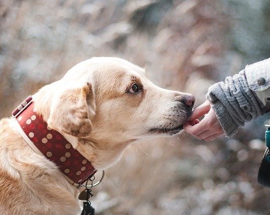 Médiation animale : les pouvoirs du chien sur notre santé chien-humain-zootherapie
