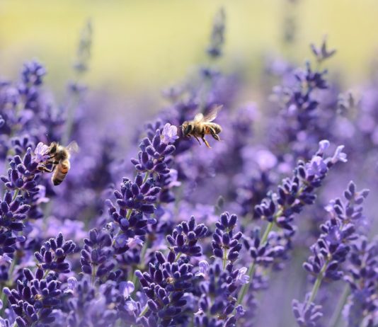 Lutter contre l’insomnie grâce à l’huile essentielle de lavande ? huile-essentielle-lavande-sommeil