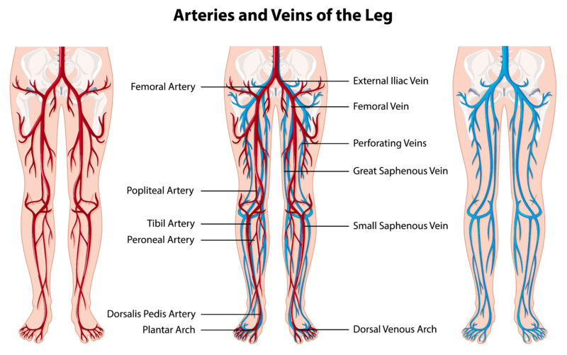 Artères-veines-jambes